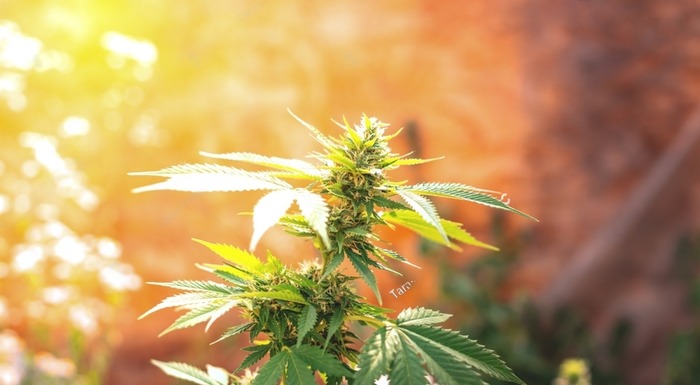 Outdoor cannabis growing