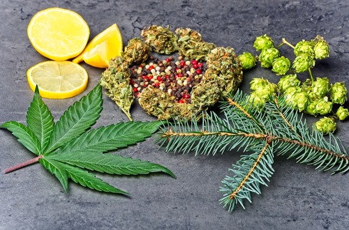 Cannabis Terpenes: What Are They and How Do They Work?