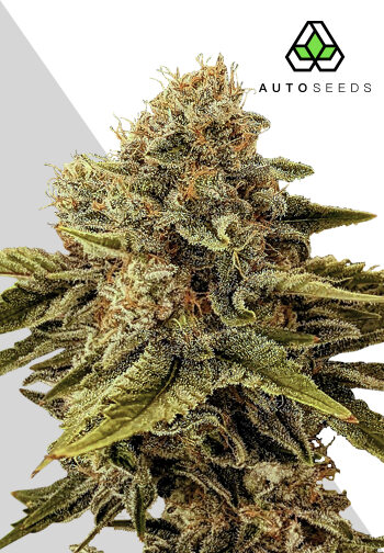godfather og autoflower