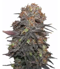 Granddaddy Purple Autoflower seeds