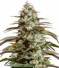 Girl Scout cookies Auto seeds
