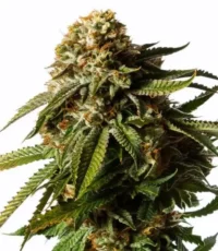 gorilla glue auto seeds