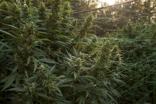 The Top 7 High-Yielding Cannabis Strains for Outdoor Growers in Warm & Humid Climates