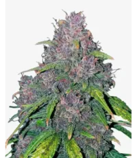 gorilla punch autoflower seeds