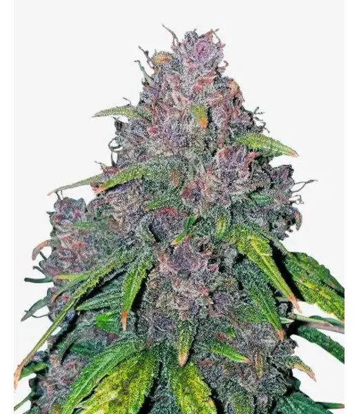 gorilla punch autoflower seeds