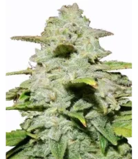 green crack autoflower seeds