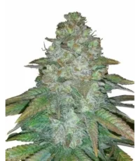 og kush autoflower seeds