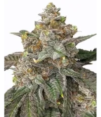 pink runtz auto seeds