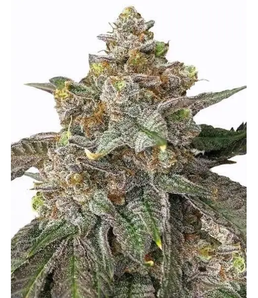 pink runtz auto seeds