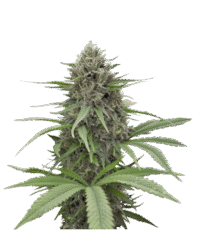 CBD Critical Mass feminized seeds - balanced 1:1 THC CBD medical strain