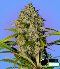 Blue Dream Bomb seeds from Bomb Seeds - high yield sativa hybrid