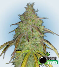 Super Boof Bomb seeds from Bomb Seeds - high THC dessert strain