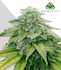 Bruce Banner auto seeds - energising high THC sativa cannabis strain