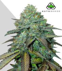 Gelato auto seeds - sweet dessert flavor balanced hybrid strain