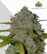 Green Crack auto seeds - fast energising sativa cannabis strain