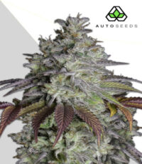 Do Si Dos auto seeds - high THC indica-dominant cannabis strain