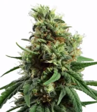 Sour Diesel auto seeds - fast energizing sativa cannabis strain